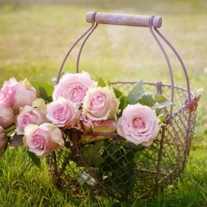 roses, flowers, basket-1566792.jpg